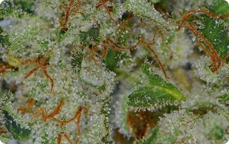 Myrcene
