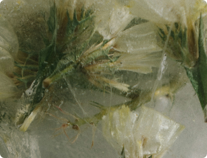 Leaves